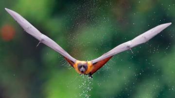 Bat Wallpaper Full HD 1080p Desktop Background