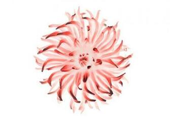 Wallpaper Official Red And White Lotus Flower HD For