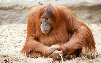 Orangutan Wallpaper And Background Image Net