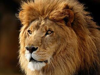 Wallpaper Lion Huge Fluffy