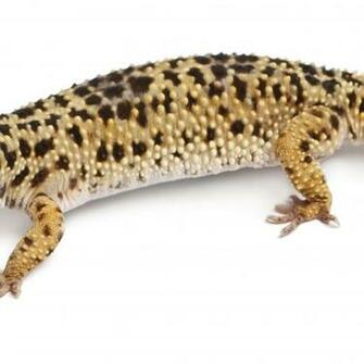What To Do If Your Leopard Gecko Has Armpit Bubbles