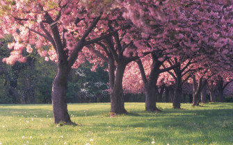 Cherry Blossom Tree Wallpaper