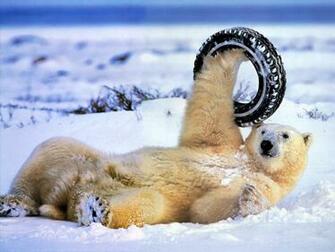 Funny Animals HD Wallpaper All