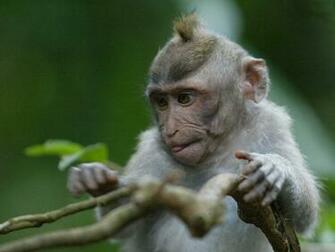 Nature Wallpaper Baby Monkey Funny