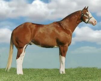 American Paint Horse Wallpaper