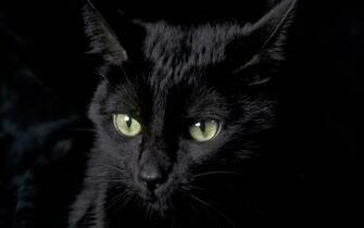 Black Cat Wallpaper