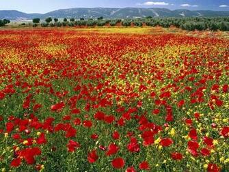 Red Poppy Wallpaper Picswallpaper