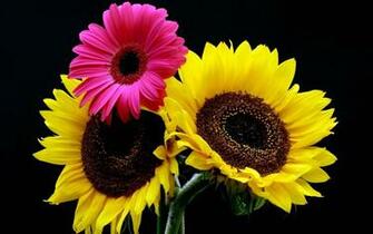 Gerbera Flowers Wallpaper Desktop