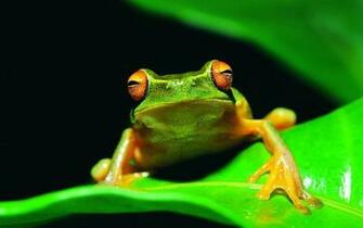 Animal Photos Amphibians Frog Apple Wallpaper HD Mobile
