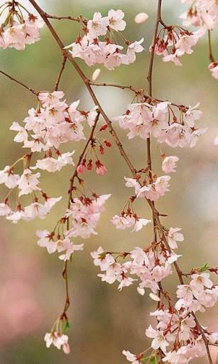 Cherry Blossom iPhone Wallpaper Blossoms Live