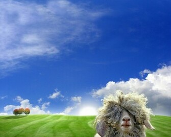 Computer Wallpaper Funny Hairy Sheep