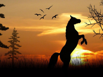 Horse In Beautiful Sunset Wallpaper X R