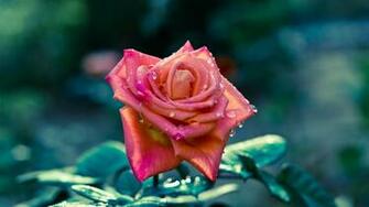 Pink HD Flowers Desktop Wallpaper Pictures To