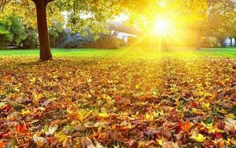 Good Morning Wallpaper For Android Apk