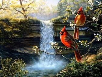 Cardinals Birds Heritage Wallpaper HD