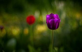 Purple Tulip Wallpaper