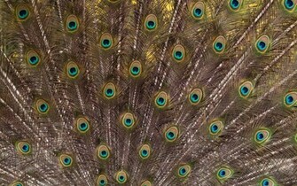 Wallpaper Of Peacock Feathers HD