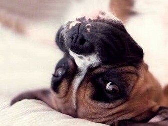 Boxer Dog Photo And Wallpaper Beautiful Lovely Looking