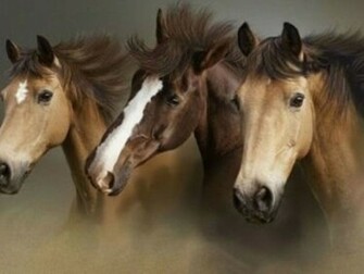 Beautiful Wallpaper Wild Horses