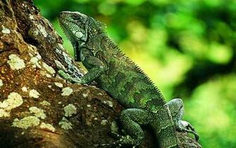 Lizard Wallpaper