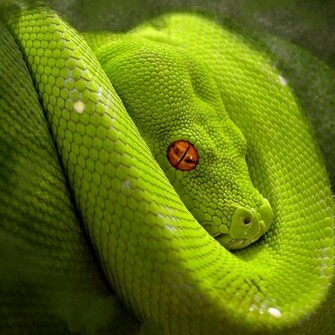Snake Eye iPad Wallpaper