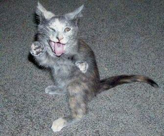 Many Cats Are Capable Of Acrobatic Feats Never Before Seen When Faced