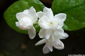 Jasmine Wallpaper Beautiful Jasmines HD For
