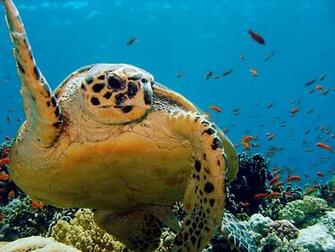 Ocean Animals Turtles Wallpaper Allwallpaper In