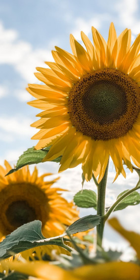 Danielle On Sunflowers Sunflower Wallpaper Flower