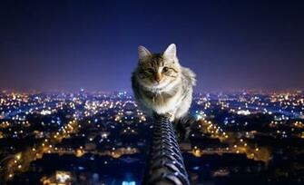 Cats Funny Night Wallpaper HD Imagebank Biz