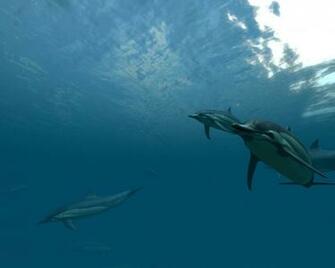 Dolphins 3d Screensaver And Animated Wallpaper Build Pc