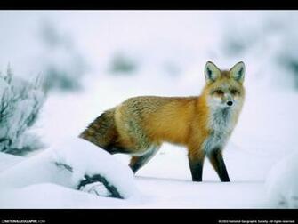 Winter Wildlife The Animal Kingdom Wallpaper