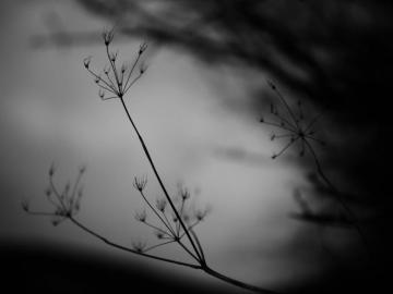 Wallpaper Nature Minimalism Grass Branch Rural Light