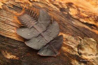 Trilobite Larvae Kubah By Melvynyeo