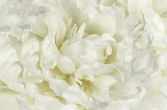 Ivory White Peony Wall Mural Photo Wallpaper Photowall