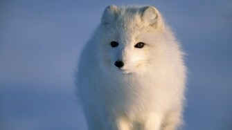 Ice Animals Alaska Arctic Fox Sea Wallpaper