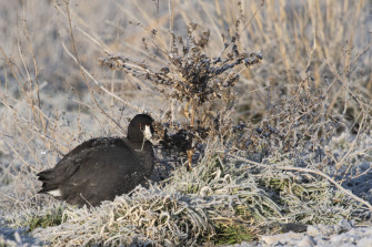 Focusing On American Coot Photos At Farmington Bay The Wing