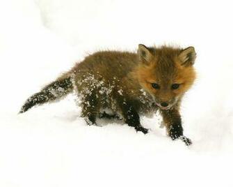 Cute Baby Fox Wallpaper