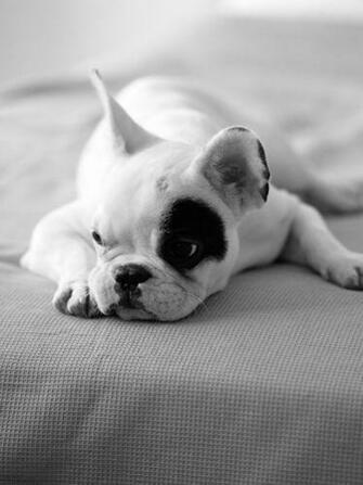 Animals Cute Dogs Nature Puppy