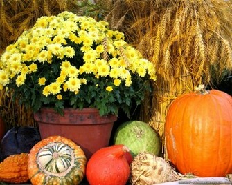 Country Thanksgiving Day Scene Wallpaper 1280x1024jpg Pictures