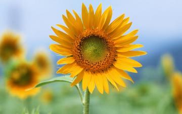 Single Sun Flower Wallpaper HD