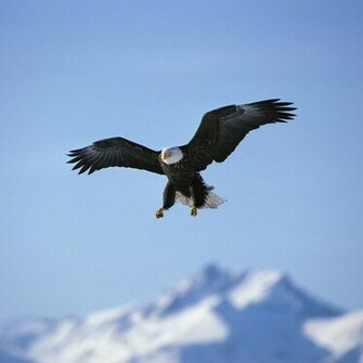 Wallpaper Eagle Desktop