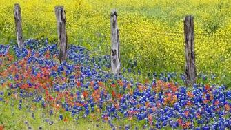 Bluebonnet Wallpaper Art HD Hi Res