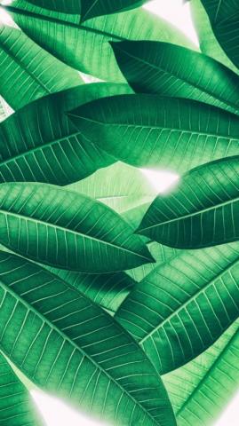 Super Pretty iPhone Plus Wallpaper