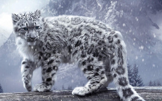 Leopard Snow Leopards Animals Nature Winter Wallpaper HD