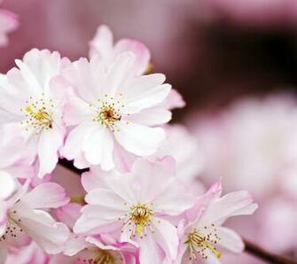 Flowers Pink White Blooms Blossoms Peach Plant