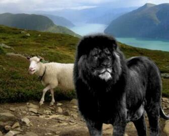 Unusual Wallpaper Black Lion