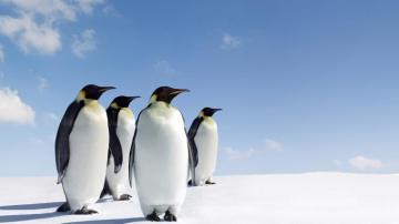 Penguin Background Image HD Wallpaper Background