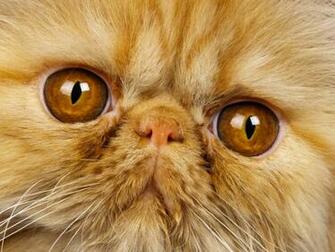 Opinion Cat Face Nose Mustache Bushy Stock Photos Image