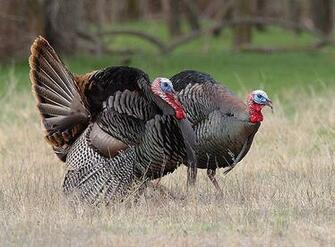 Wild Turkeys And The National Wtf Maggie S Farm